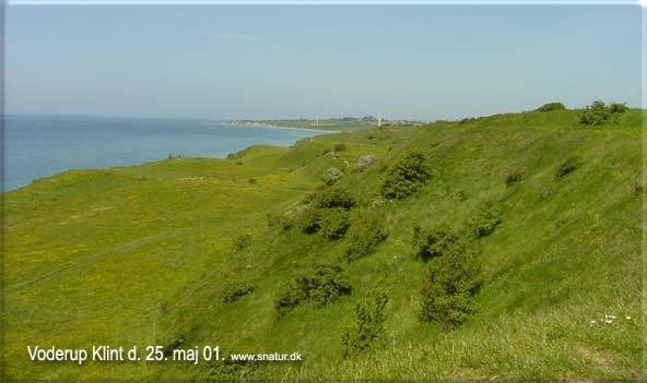 Voderup Klint den 25 maj 2001. EE-foto