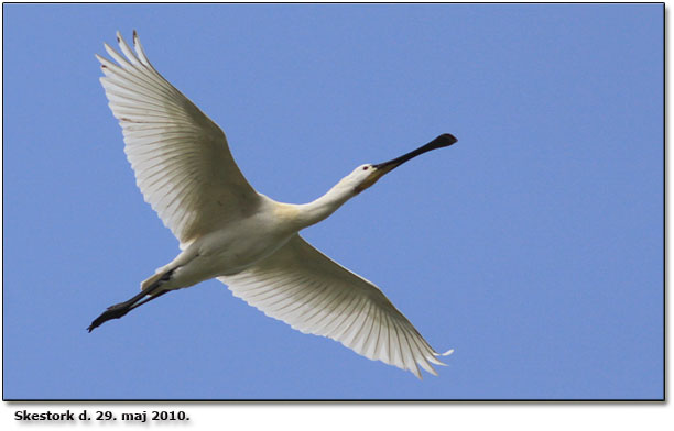 Skestork Sneum d. 29. maj 2010.