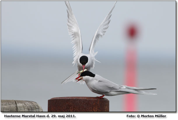 Havternene i Marstal Havn er et kapitel for sig. Her forsger en han at imponere hunnen ved nrmest at tvangsfodre hende. P billedet kan hun ikke lngere flyve, men han fortstter. Foto: Morten Mller 