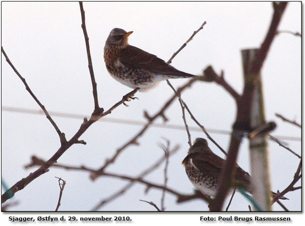 Mange Sjaggere p stfyn i jeblikket! Foto: Poul Brugs Rasmussen