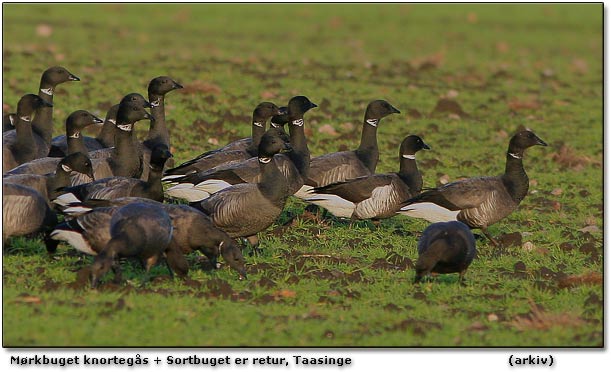 Branta bernicla nigricans er retur p Taasinge