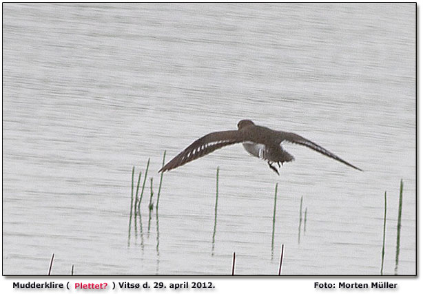 Mangelfuldt vingebnd og kun lidt hvidt p halesiderne! Plettet mudderklire???  Vits Foto: Morten Mller