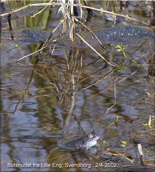 Butsnudet fr (Rana temporaria) den 2. april 2002.