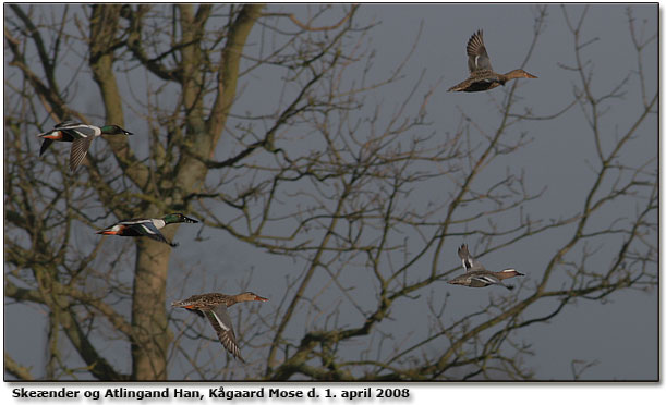 Skender 2 Han + 2 Hun og Atlingand 1 Han, Kgaard Mose Skovsgaard