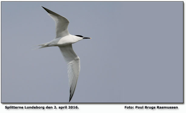 Splitterne Foto: Poul Brugs Rasmussen