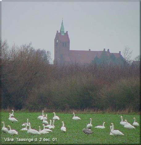 Et lille udsnit af sangsvanerne ved Vr. Bjerreby kirke i baggrunden.