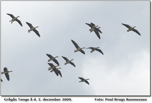 Grgs overflyvende. Fotograf: Poul Brugs Rasmussen