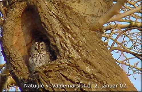 Slotsuglen p Valdemar Slot den 2. januar 2002.