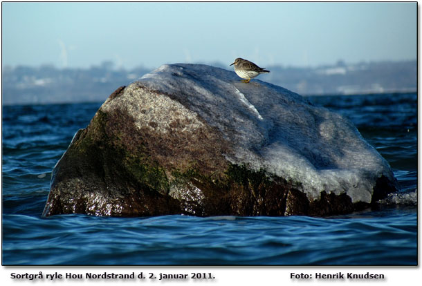 Sortgr ryle Hou Norstrand         Foto: Henrik Knudsen