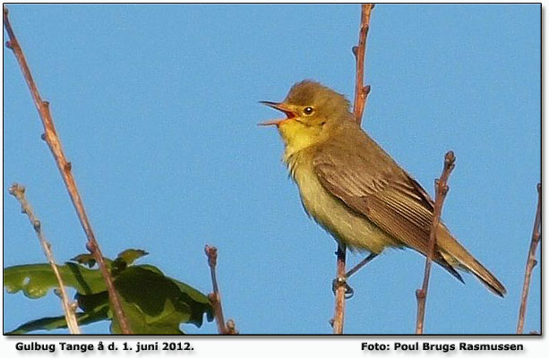 Gulbug ved Tange  Foto: Poul Brugs Rasmussen