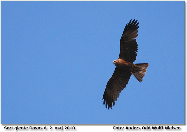 Sort glente                  Foto: Anders Odd Wulff Nielsen