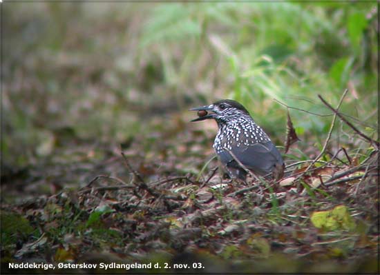 Nddekrige sterskov ved Dovns Klint, Sydlangeland