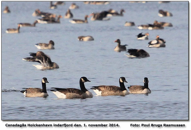 Canadagæs Foto: Poul Brugs Rasmussen
