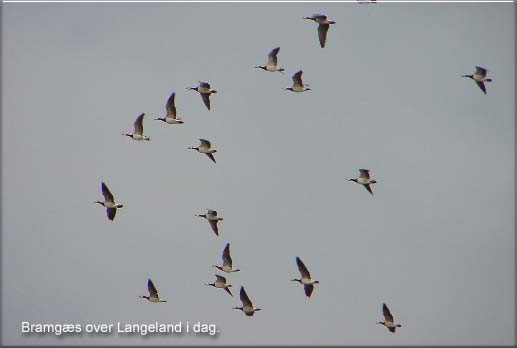 Mange bramgs over Langeland i dag. Billedet er fra Dovns Klint i lrdags