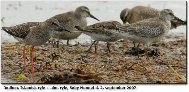 Rdben med Islandsk ryle og alm. ryle