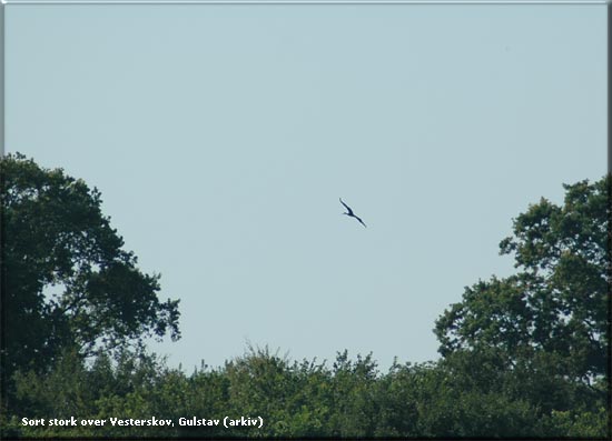 Sort stork over Gulstav