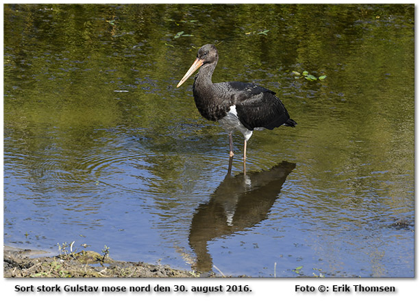 Sort stork Foto: Erik Thomsen