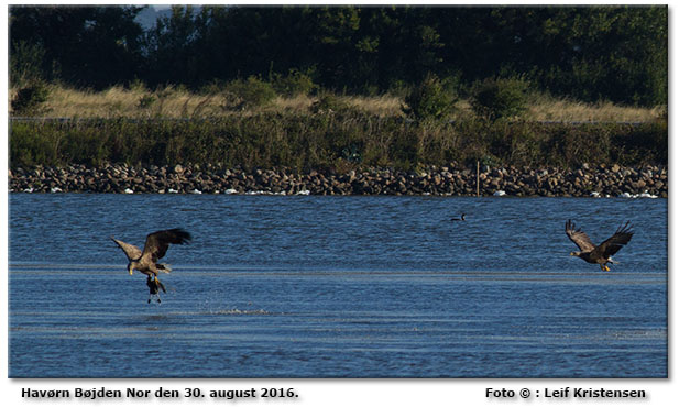 Havrne FU Bjden Foto: Leif Kristensen