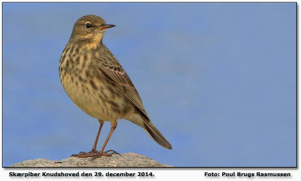 Skrpiber Knudshoved Foto: Poul Brugs Rasmussen 