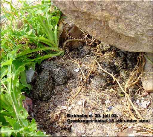 15 grønbrogede tudser under flad sten på Birkholm den 30. juli 02