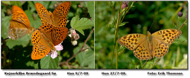 Kejserkbe (Argynnis paphia)         Foto: Erik Thomsen