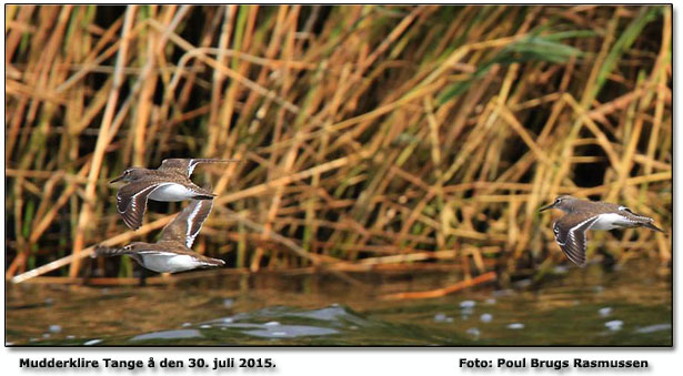 Mudderklire Foto: Poul Brugs Rasmussen