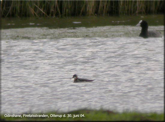 Odinshane, Firtalsstranden, Otterup/lund