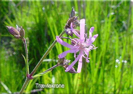 Trvlekrone blomstrer lige nu den 30. maj 01. EE-foto.