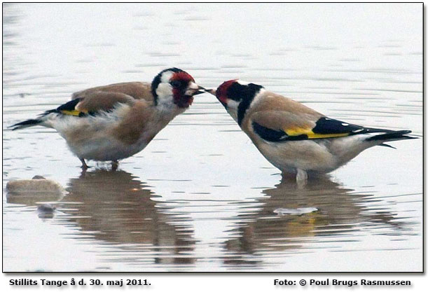 Stillits i vand ved Tange         Foto: Poul Brugs Rasmussen