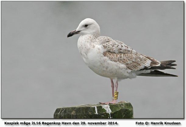 Kaspiske måge 2L16 fra Litaen. Foto: Henrik Knudsen