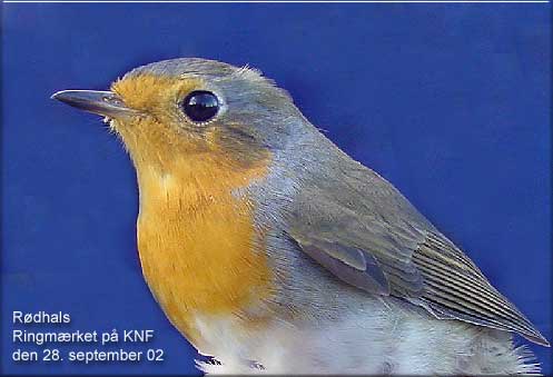Rødhaæs ringmærket på Kelds Nor Fuglestation den 28. september 2002.