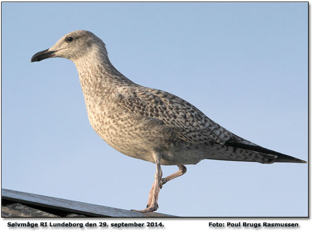 Slvmge     Lundeborg Foto: Poul Brugs Rasmussen