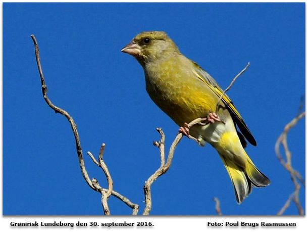 Grnirisk      Foto: Poul Brugs Rasmussen