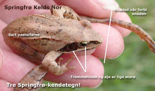 Springfr (Rana dalmatina) Kelds Nor den 31. august 2002. Tre springfrkendetegn ud af flere! Jan Holm holder fren.