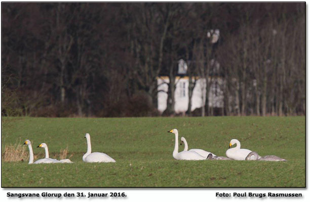 Sangsvaner Foto: Poul Brugs Rasmussen