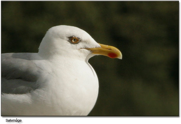 Vores lokale Sølvmåge