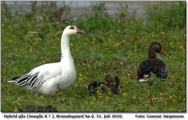 Hybrid gs ved Brndegaard S fotograferet af Gunnar Jrgensen. Er den et mix af Snegs og ?.  Skriv gerne retur med et bud p blandingen.