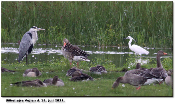 Silkehejre ved Vejlen, Taasinge d. 31. juli 2011.