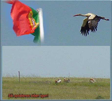 Stork almindelig og mange Stor trapper i Portugal. psken 2002