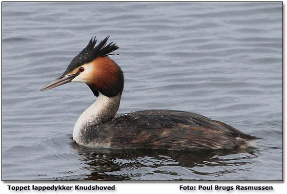 Toppet lappedykker Foto: Poul Brugs Rasmussen