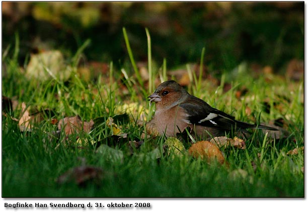 Fringilla coelebs = Bogfinke fra baghaven p matriklen