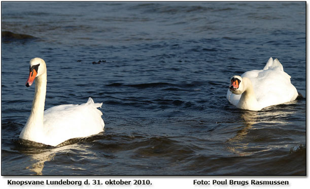 Knopsvaner fotograferet af Poul Brugs Rasmussen