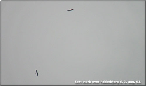 to af tre sorte storke over Fakebjerg