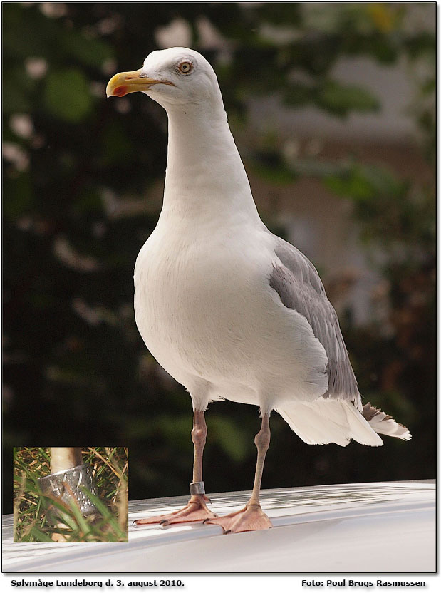 Ringmrket Slvmge med nr bl a 4123 fra Zoologisk Museum. Foto: Poul brugs