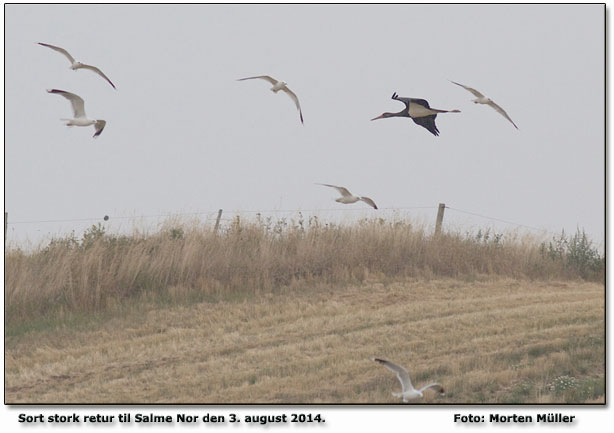 Sort stork Salme Nor Foto: Morten Mller