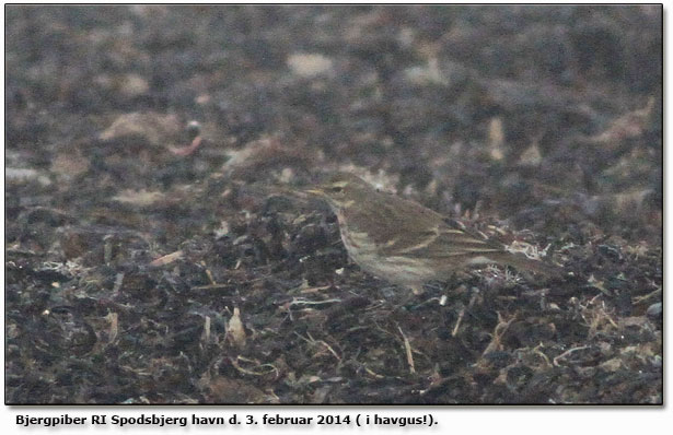 Bjergpiber fortsat ved Spodsbjerg havn