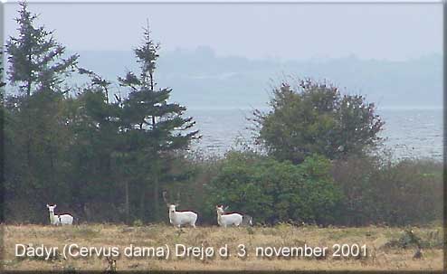 Lyse variationer af ddyr p Drej den 3. november 2001