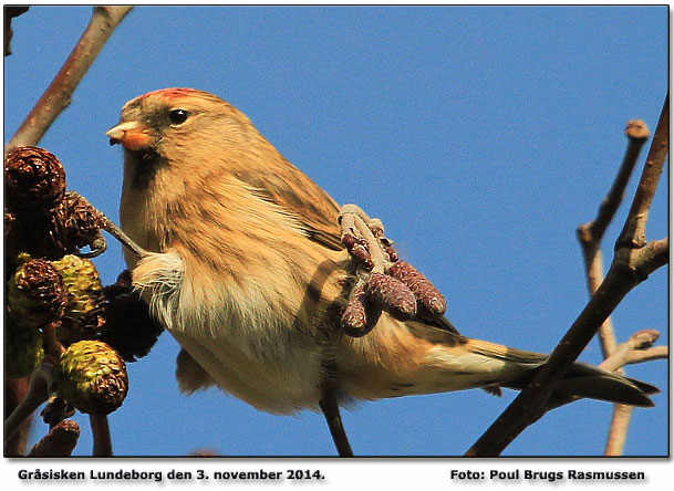Gråsisken Lundeborg Foto: Poul Brugs Rasmussen