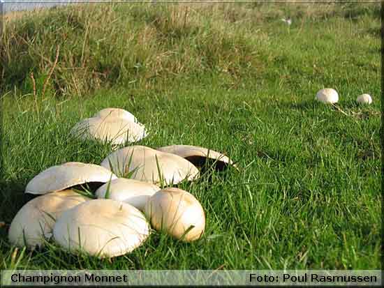 Champignon