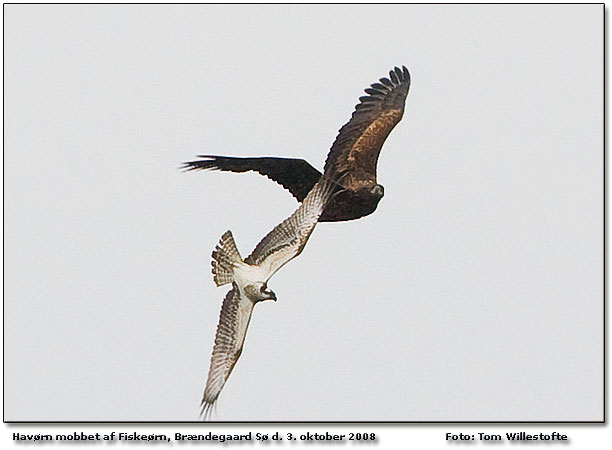 Fiskern, Httemge, Vibe, Grkrage og Ravn mobbede den unge havrn p tur ved Brndegaard S.     Foto: Tom Willestofte